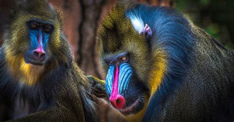 Mandrill Teeth: Everything You Need To Know - IMP WORLD