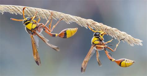 Giant Wasp Sting