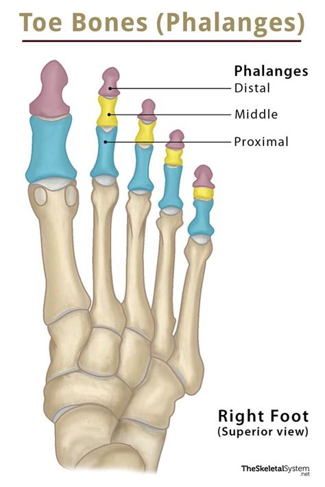 Distal Phalanx Definition Location Anatomy Diagram