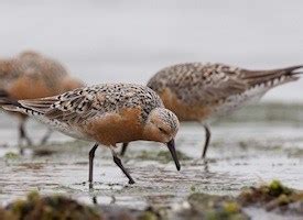 Red Knot, Identification, All About Birds - Cornell Lab of Ornithology