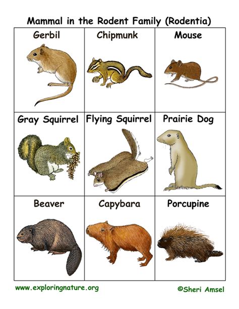 Rodent Family Flashcards (Rodentia)