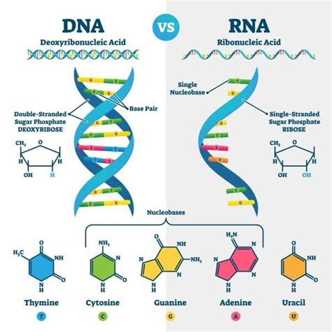 DNA vs. RNA | Biology Dictionary