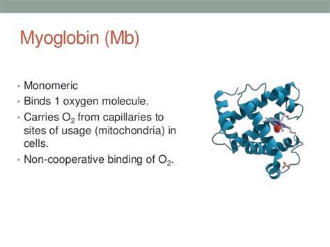 Oxygen Binding by Myoglobin and Hemoglobin