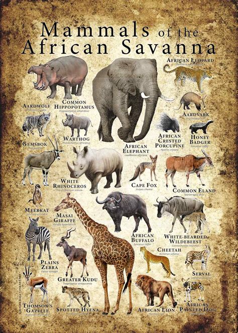 Mammals of the African Savanna Poster Print - inkart