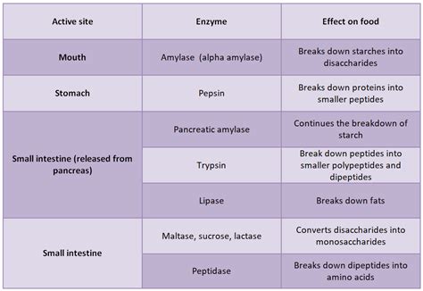 Digestive Enzymes And Their Functions Table