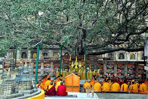 Bodhi Tree, bodhgaya, India - Top Attractions, Things to Do ...