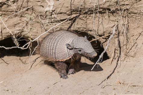 How Far Do Armadillos Travel From Their Burrow - ShabanaFarrah