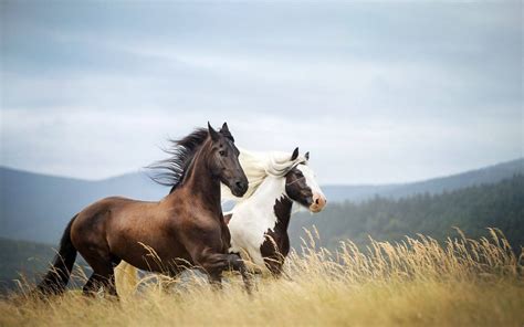 Wild Horses Galloping Wallpaper