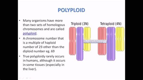 What is Polyploidy - YouTube