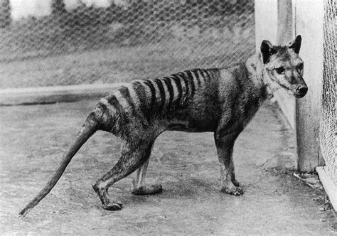 Extinction of thylacine | National Museum of Australia