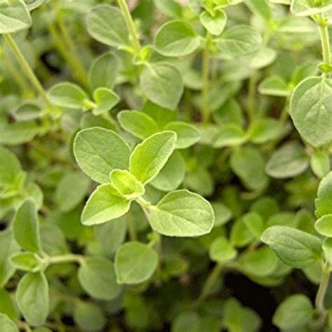 Oregano (Italian) | Restoring Eden