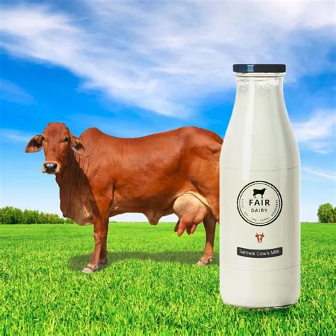 Fresh Cow A2 Milk at Rs 80/litre | Pride Of Cow Milk in Ahmedabad | ID ...