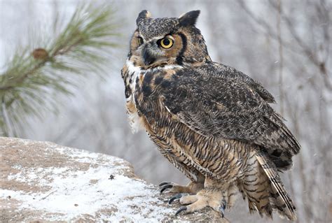 Download Animal Great Horned Owl HD Wallpaper