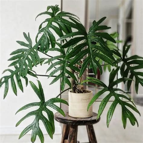 7 Must-Know Tips for Thriving Philodendron Mayoi Plants