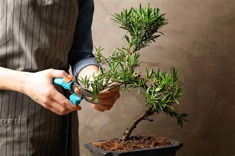 Pruning Bonsai 101: How to Shape Your Plants