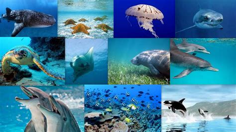 Marine Ecosystem Animals And Plants