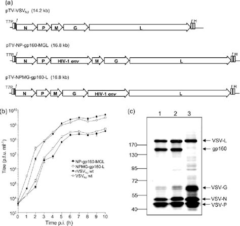 gp160 expression in cells infected with recombinant VSV-HIV-1 gp160 ...