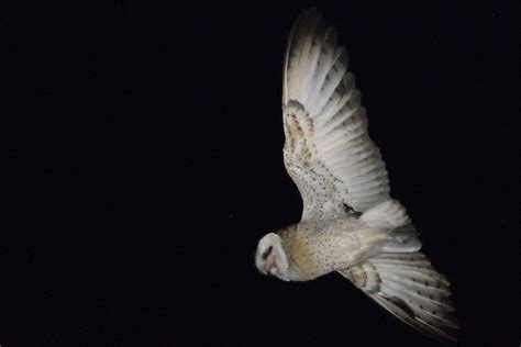 African Grass-Owl – Holmen Birding Safaris