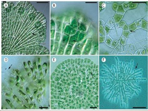 Charophytes