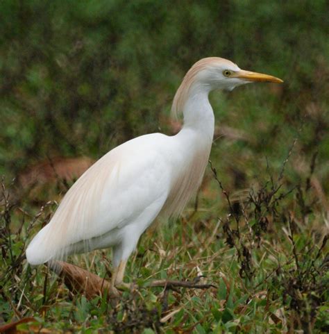 Cattle Egret - love to hang around cows or freshly mowed or plowed ...