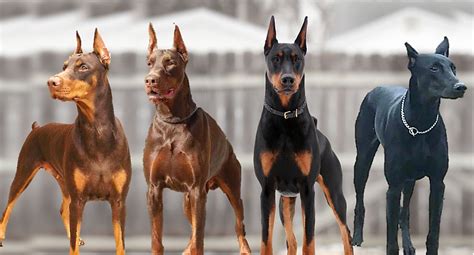 Breed Information and Types of Doberman Pinschers - PetHelpful