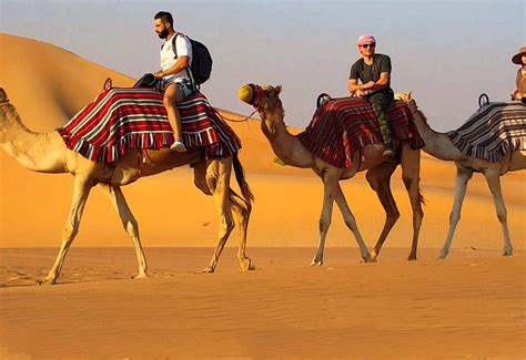 Dubai Camel Riding Tours | Camel Ride | Skyland Tourism