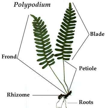 Pteridophyta - BIOLOGY4ISC