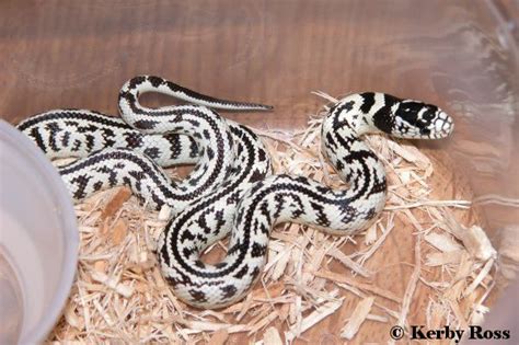 King snake morph. This is a really cool one too. Funny Animal Photos ...