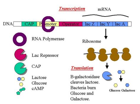 Transcription