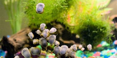 Freshwater Aquarium Snails: Complete Guide to Care, Breeding, Tank Size ...