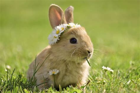 Really Cute Baby Rabbits