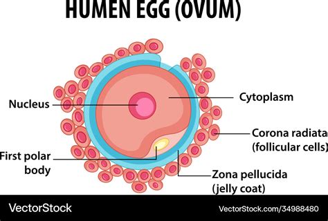 Human egg or ovum structure for health education Vector Image