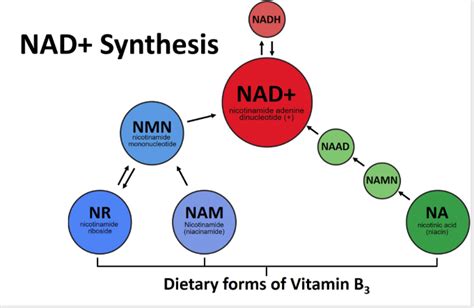 NAD+ Supplement Therapy Benefits — Core Med Science