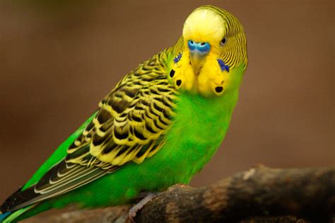 Budgerigar Types: Melodic Birds Of Australia With A Funny Personality ...