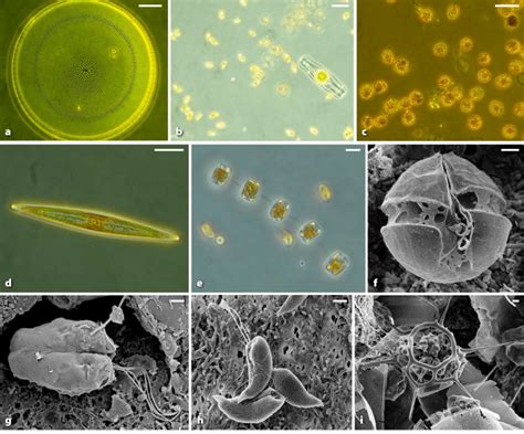 Microscope images of phytoplankton taxa from samples collected in the ...