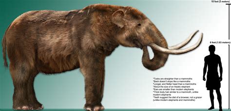 Mastodonte — Wikipédia | Ancient animals, Extinct animals, Prehistoric ...