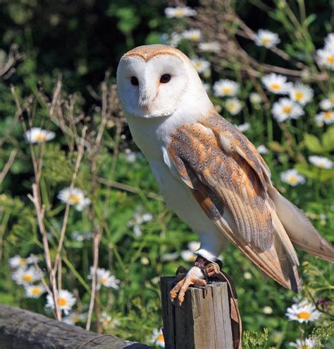 Brown White and Grey Owl Perching on Grey Log · Free Stock Photo