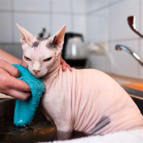 Sphynx Cat Care Made Simple | Everything You Need to Know