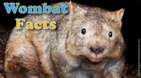 Wombat Facts, Pictures & Information For Kids & Adults.