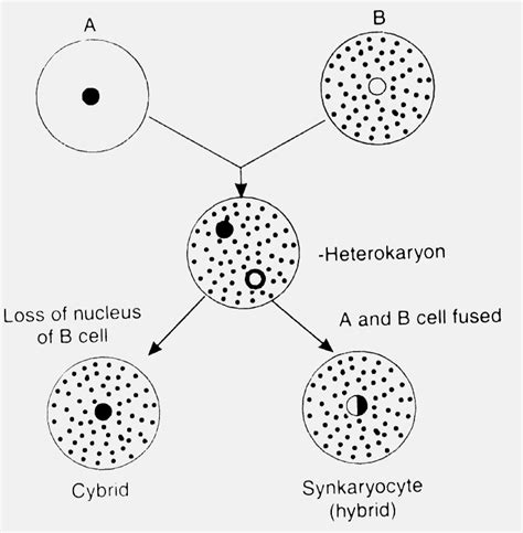 Basic Ideas of Somatic Hybridization : Plantlet