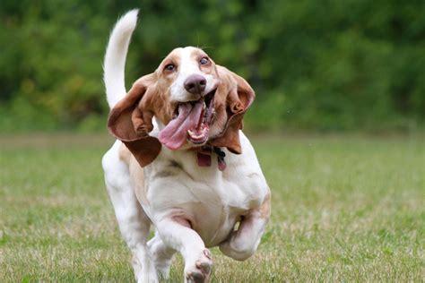 Basset Hound Dog Breed » Information, Pictures, & More