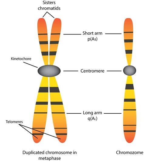 Chromosome Structure Labeled