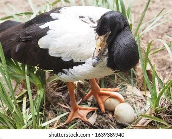 449 Magpie goose Images, Stock Photos & Vectors | Shutterstock