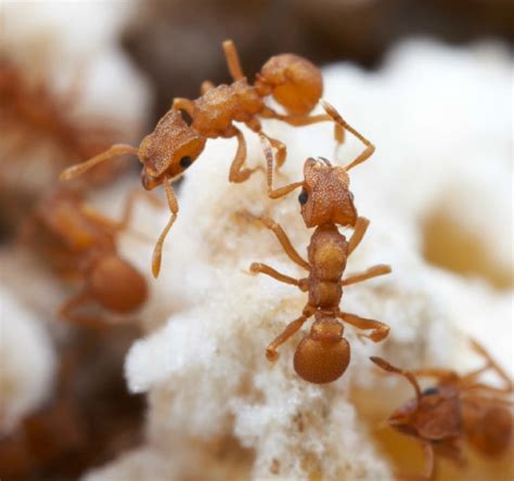 Some fungal-farming ants are loyal to their crops