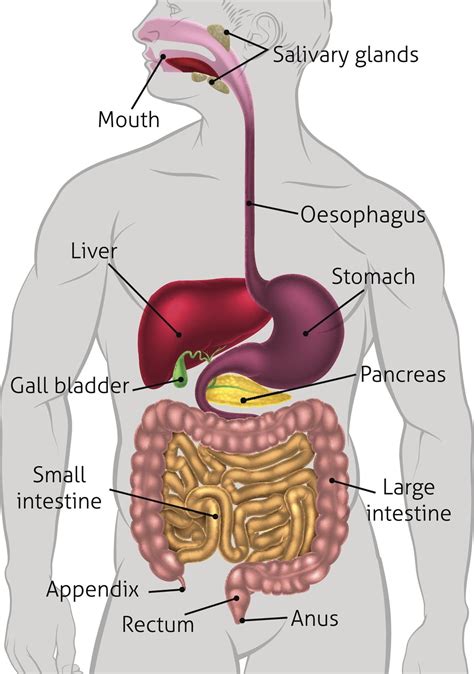 Human Anatomy Colon - Anatomy Book