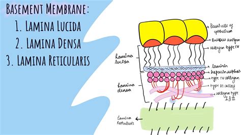 Basal Lamina Vsmembrane