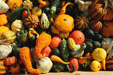 How to Grow Ornamental Gourds