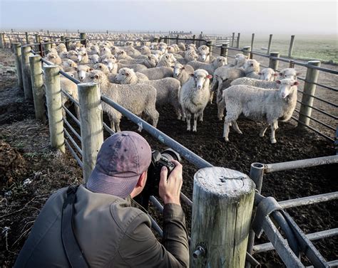 New Zealand Sheep Farm - Vol-1 on Behance