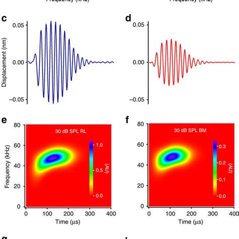 Acoustically evoked reticular lamina and basilar membrane vibrations in ...