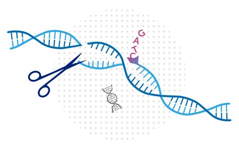 CRISPR gene editing carries a potential risk, study finds - Boston ...